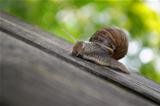 Snail on Wooden Plank