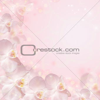 Wedding background with the rings and orchid
