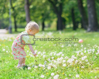 Baby gathering dandelions in park