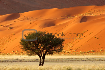 Tree, dune and grass landscape