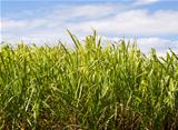 Sugar cane plantation closeup used in biofuel ethanol