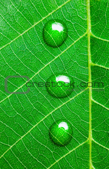 Water Drops on a Green Leaf  / Super Macro