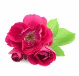 Beautiful  Rose Flowers with leaves isolated on white