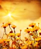 Flowers over warm sunset 