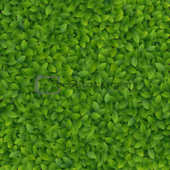 Green leaves texture