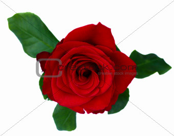 one  red rose
