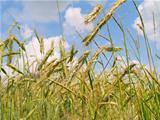 harvesting field of rye