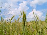 harvesting field of wheat