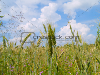 harvesting field of wheat