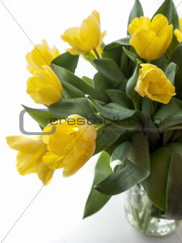 Yellow tulips bouquet on a white background