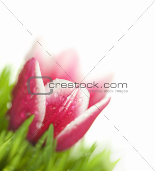 Fresh Tulip and green Grass with drops dew / isolated on white w