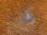 fungus infection on dog