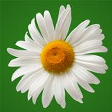 Chamomile isolated on green background