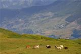 Grazing cow on green meadow in Caucasus Mountains