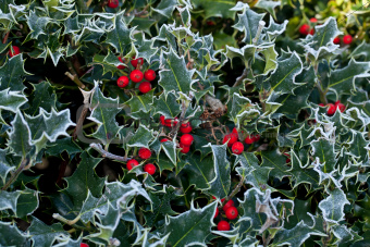 Frost on Holly Hedge