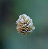 Frost on Grass Seed Head 