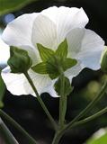 Large White Flower