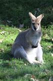 Sitting Wallaby