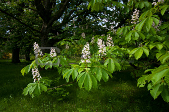 blooming horse chestnut tree