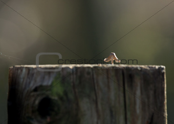 Toadstool on fence post