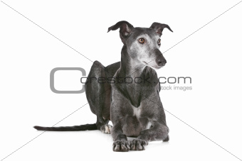 Old greyhound