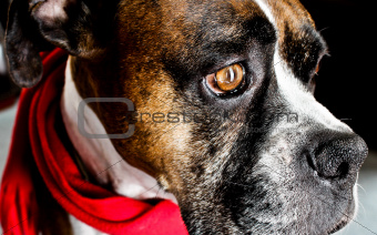 Red Scarf Boxer