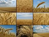 wheat collection