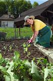 Grandmother planting vegetables