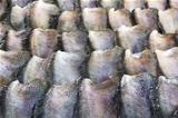 Salid Fish for sale