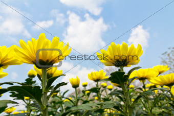 Yellow chrysanthemum  flowers