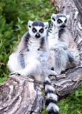 Ring-tailed lemur (Lemur catta) 