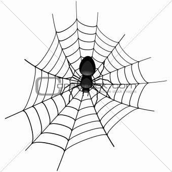 Spider in a Cobweb