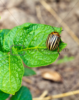 This is colorado beetle on leaf. It is theme of agriculture.