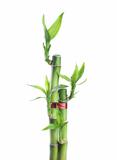 Chinese lucky Bamboo