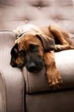cute puppy on couch