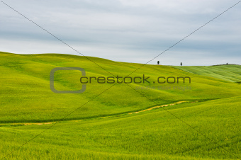 Meadows of Tuscany