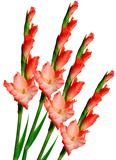 Red gladiolus isolated on white 