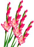 Pink gladiolus isolated on white 