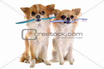 chihuahuas and toothbrush 