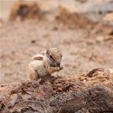 Atlantoxerus getulus, Barbary Ground Squirrel