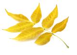 Twig with yellow autumn leaves