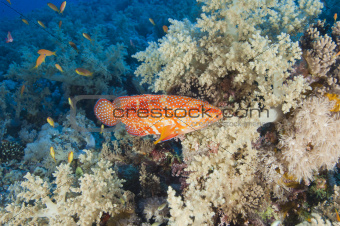 Coral grouper on a coral reef