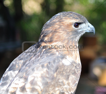 a Hawk , close up