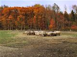 autumn in a sheep farm 