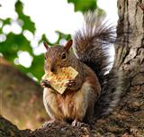 squirrel eating cracker 
