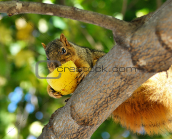 squirrel eating apple
