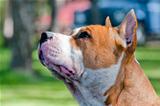 Staffordshire terrier head profile