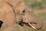 African elephant drinking