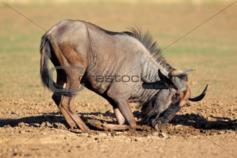 Blue wildebeest playing