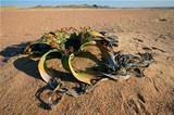 Welwitschia, Namib desert